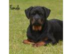 Rottweiler Puppy for sale in Shelton, WA, USA