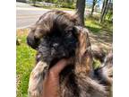 Shih Tzu Puppy for sale in Chesapeake, VA, USA
