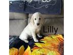 Lilly girl