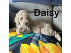 Aussiedoodle Puppy for sale in Bad Axe, MI, USA