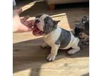 French Bulldog Puppy for sale in New York, NY, USA