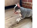 French Bulldog Puppy for sale in New York, NY, USA