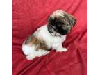 Shih Tzu Puppy for sale in Columbia, MD, USA