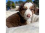 Australian Shepherd Puppy for sale in Yorba Linda, CA, USA