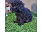 Poodle (Toy) Puppy for sale in Portland, OR, USA