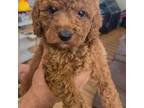 Mutt Puppy for sale in Milford, PA, USA