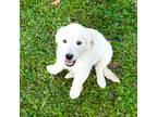 Golden Retriever Puppy for sale in Kissimmee, FL, USA