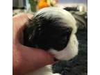 Shih Tzu Puppy for sale in East Lynn, WV, USA