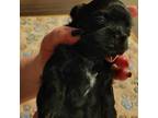 Shih Tzu Puppy for sale in East Lynn, WV, USA