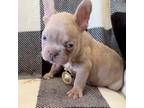 French Bulldog Puppy for sale in Brawley, CA, USA