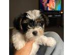 Yorkshire Terrier Puppy for sale in Madill, OK, USA