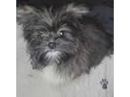 Shih Tzu Puppy for sale in Davison, MI, USA
