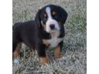 Mutt Puppy for sale in Lewisburg, OH, USA