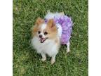 Pomeranian Puppy for sale in Lyford, TX, USA