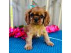 Cavalier King Charles Spaniel Puppy for sale in Fordland, MO, USA