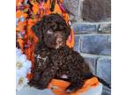Lagotto Romagnolo Puppy for sale in Woodburn, IN, USA
