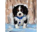 Cavalier King Charles Spaniel Puppy for sale in Fredericksburg, OH, USA