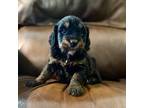 Mutt Puppy for sale in Magee, MS, USA