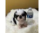 Shih Tzu Puppy for sale in Downey, CA, USA