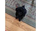 Poodle (Toy) Puppy for sale in Dorr, MI, USA