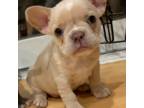 French Bulldog Puppy for sale in Lake Orion, MI, USA