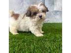 Shih-Poo Puppy for sale in Fort Wayne, IN, USA