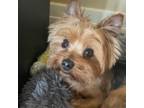 Yorkshire Terrier Puppy for sale in Denver, CO, USA