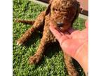 Goldendoodle Puppy for sale in Rosemead, CA, USA