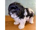 Shih-Poo Puppy for sale in Tilden, IL, USA