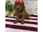 Mutt Puppy for sale in Millersburg, OH, USA