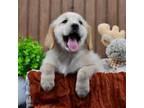 Golden Retriever Puppy for sale in Holmesville, OH, USA