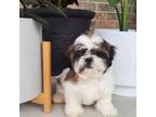 Shih Tzu Puppy for sale in Apple Creek, OH, USA