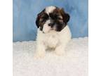 Shih Tzu Puppy for sale in Apple Creek, OH, USA