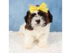 Shih Tzu Puppy for sale in Apple Creek, OH, USA