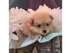 Pomeranian Puppy for sale in Chickamauga, GA, USA