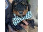 Wapoo Puppy for sale in Chesterfield, VA, USA
