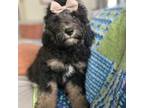 Wapoo Puppy for sale in Chesterfield, VA, USA