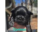 Shih Tzu Puppy for sale in East Stroudsburg, PA, USA