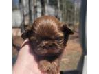 Shih Tzu Puppy for sale in East Stroudsburg, PA, USA