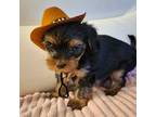 Yorkshire Terrier Puppy for sale in Savannah, GA, USA