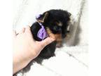 Yorkshire Terrier Puppy for sale in El Monte, CA, USA