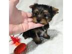 Yorkshire Terrier Puppy for sale in El Monte, CA, USA