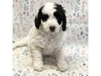 Cavapoo Puppy for sale in Kandiyohi, MN, USA
