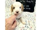 Cavapoo Puppy for sale in Kandiyohi, MN, USA