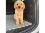Golden Retriever Puppy for sale in Tampa, FL, USA