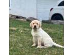 Labrador Retriever Puppy for sale in Stroudsburg, PA, USA