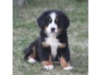 Bernese Mountain Dog Puppy for sale in Preston, ID, USA