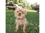 Brussels Griffon Puppy for sale in Berryville, AR, USA