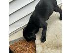 Labrador Retriever Puppy for sale in Wiggins, CO, USA