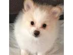 Pomeranian Puppy for sale in Taylor, TX, USA
